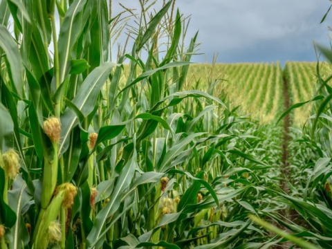  - 1 - NPK Fertilizantes