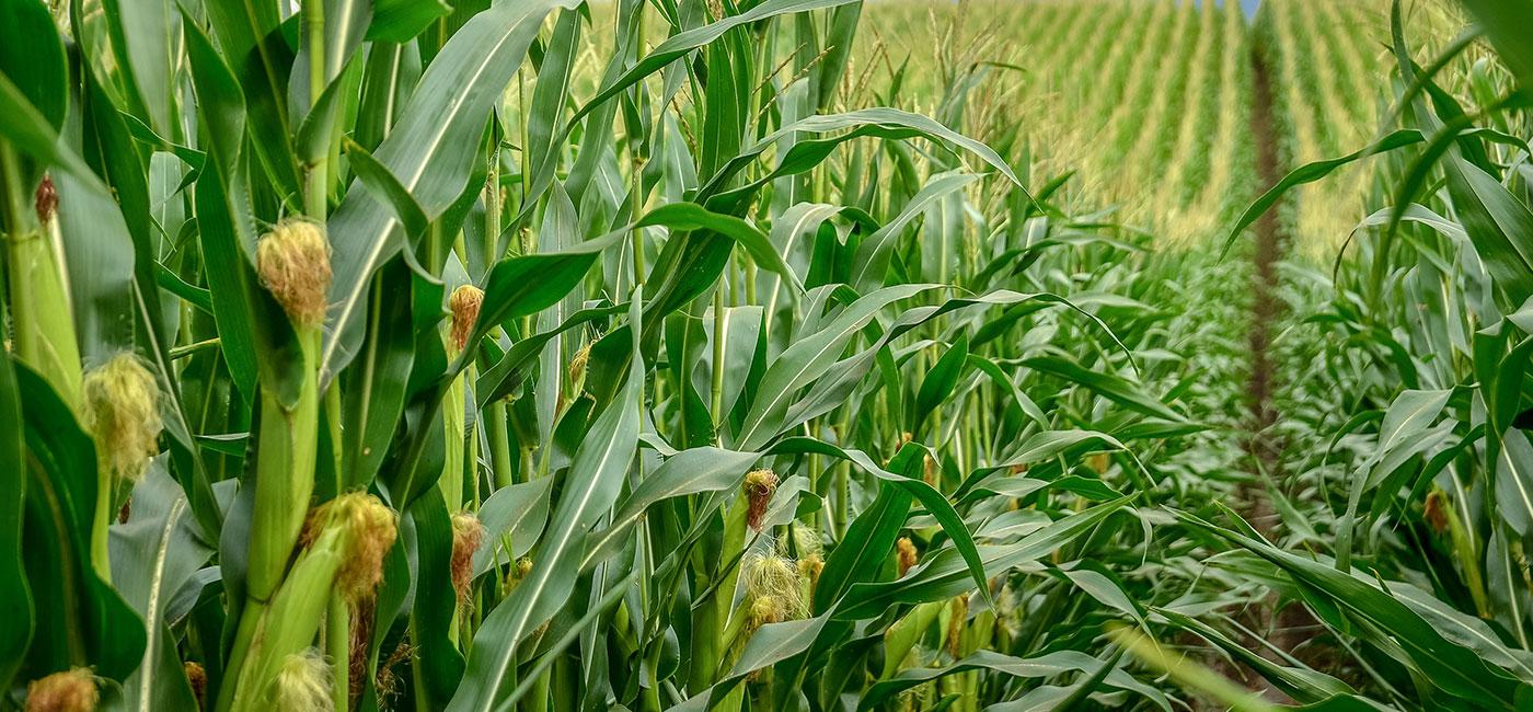 Os melhores nutrientes para um cultivo de alta performance. NPK Fertilizantes